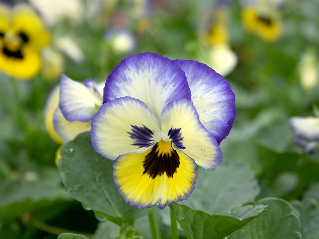  Árvácska (Viola x wittrockiana)